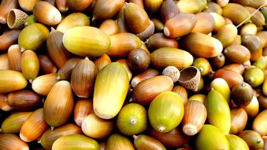 700 Kilos de Glands dans les Murs d'une Maison Californienne