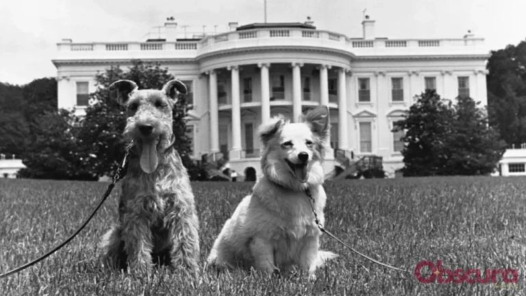 Animaux des Kennedy à la Maison Blanche, une famille élargie