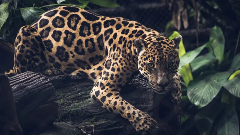 Animaux sacrés à travers l&rsquo;histoire : croyances et cultes
