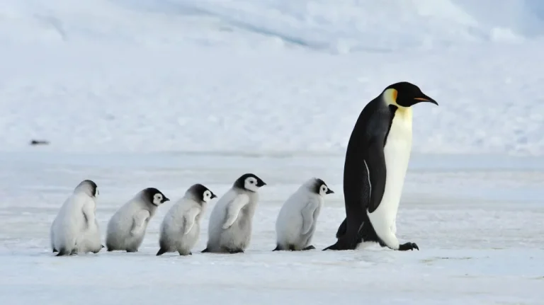 Colonne de Pingouins en Antarctique Vue d&rsquo;Espace pour la Première Fois