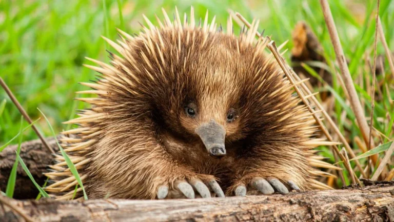 Comment les échidnas affrontent la chaleur australienne