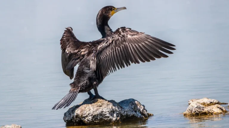 Comportement Risqué des Oiseaux d&rsquo;Eau et Extinction Accrue