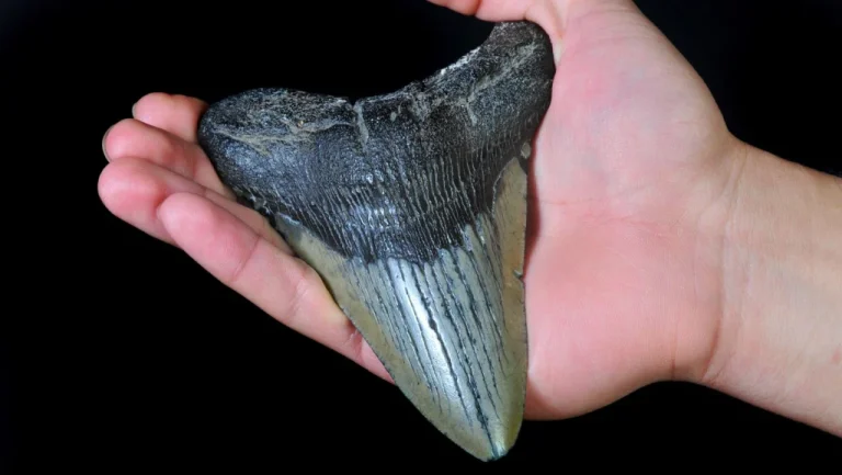 Découverte Rare d&rsquo;un Enfant du Maryland: Dent de Mégalodon