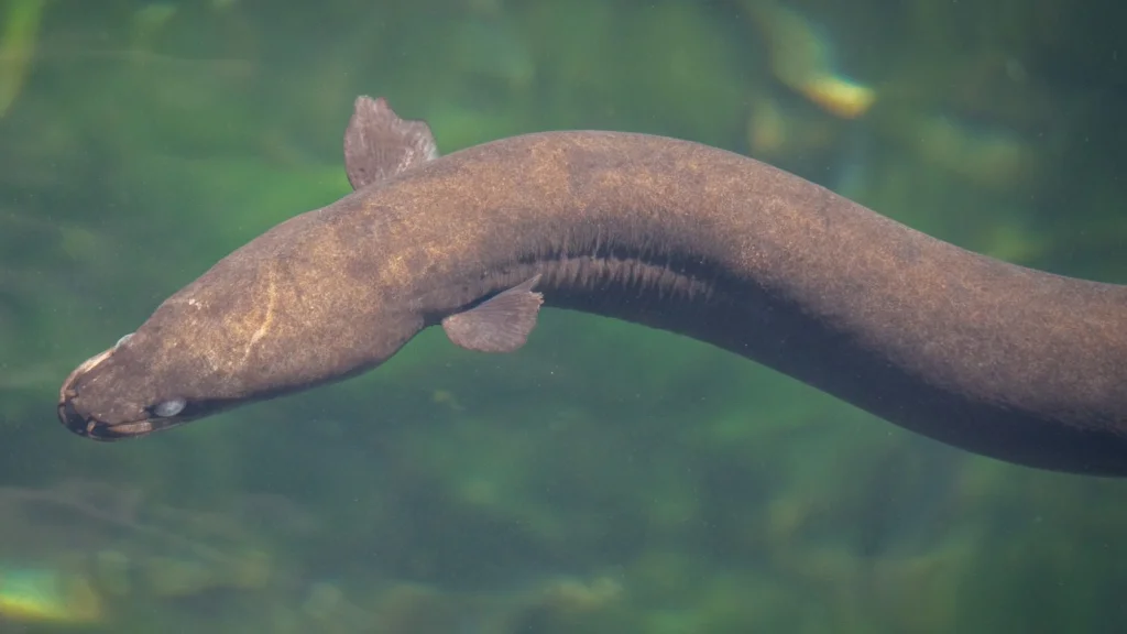 Découverte au Texas d'une Anguille Géante de 4 Pieds par un Chercheur