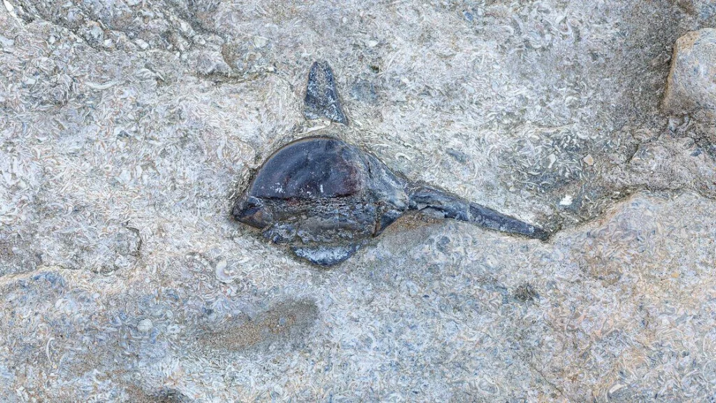 Découverte d’un cerveau fossilisé de plus de 300 millions d’ans