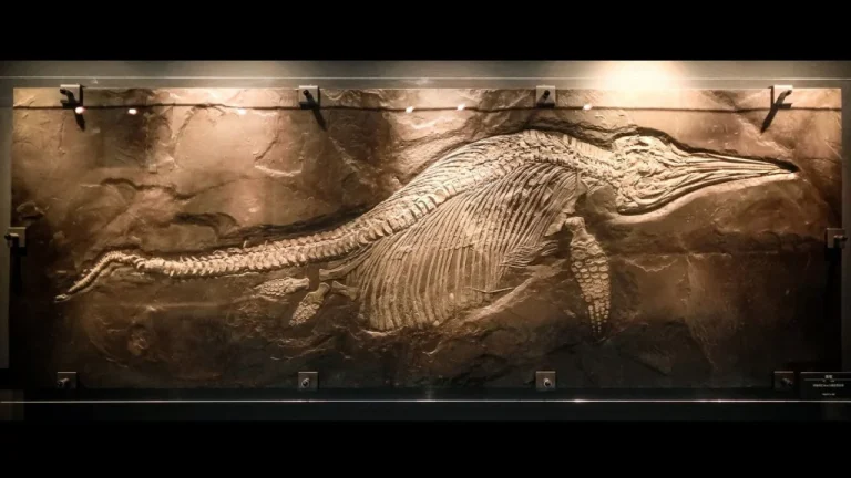 Découverte fossile unique, le Mondial de la paléontologie