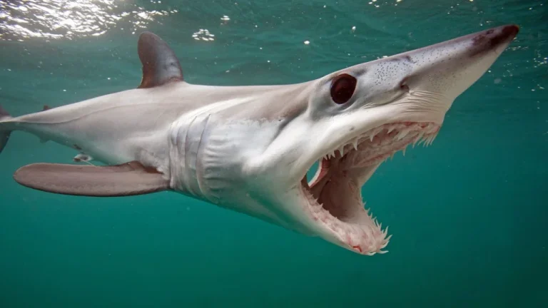 Découverte insolite dans le Pacifique et les blagues de requins à la cocaïne