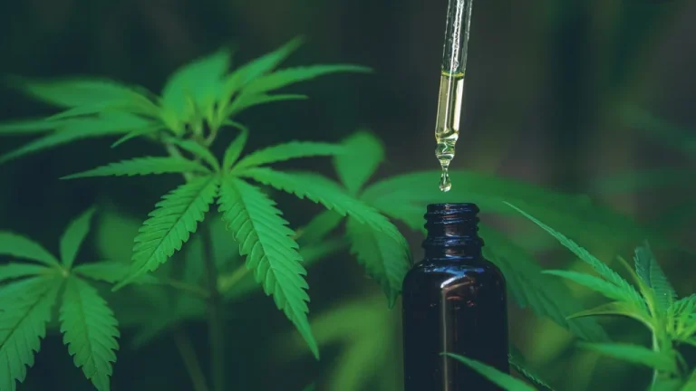 Différence entre Chanvre et Marijuana expliquée
