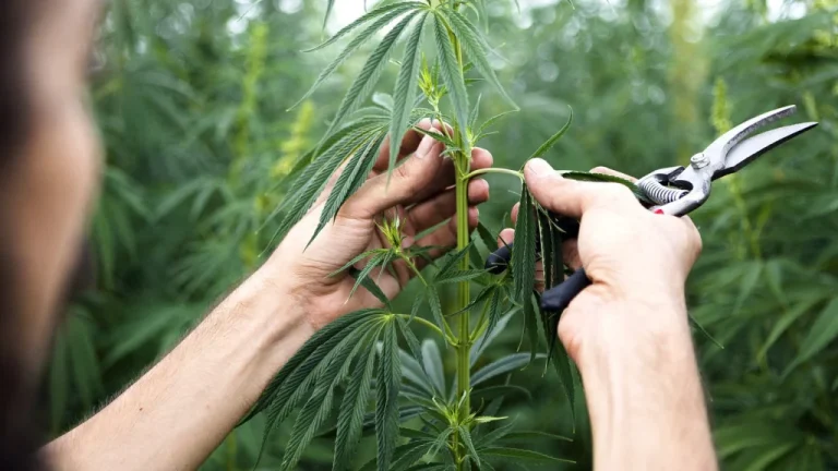 Faits Étranges sur le Cannabis que Vous Ignoriez Probablement