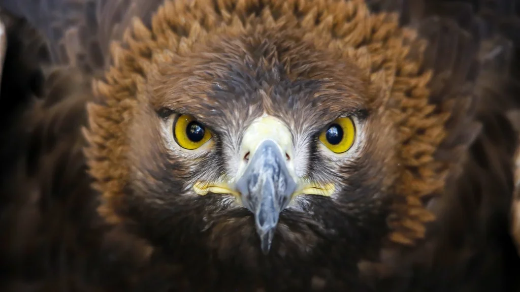 Fossile de 120 millions d'années relie dinosaures et oiseaux