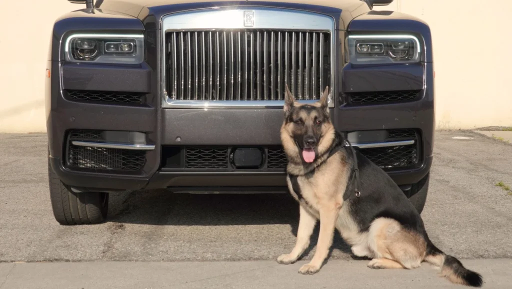 Gunther VI, le Berger Allemand Millionnaire et Son Steak Doré