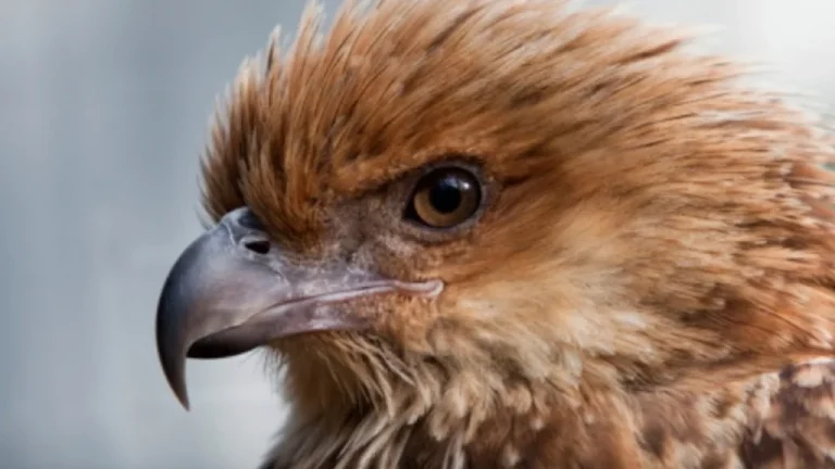 L&rsquo;Incroyable Vérité des Firehawks, Maîtres du Feu