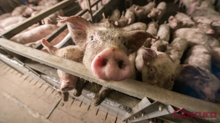 La Vérité Sombre sur l&rsquo;Élevage Industriel – Impact Nature