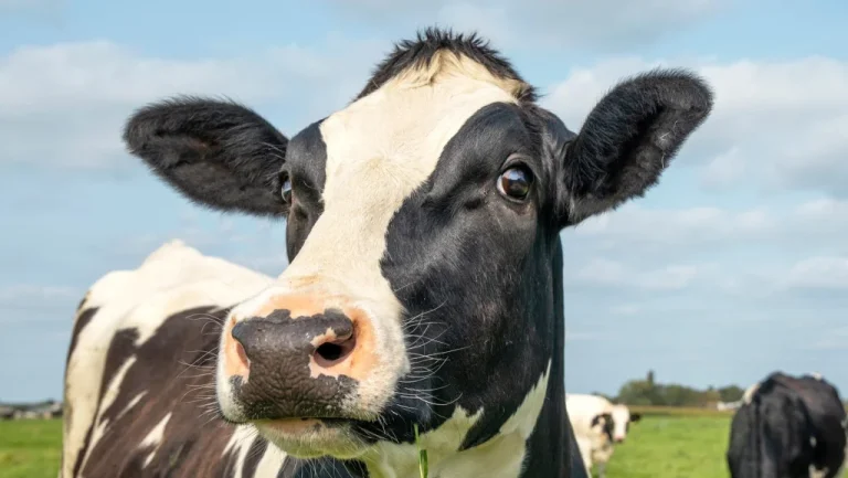 L&rsquo;affection méconnue de la Reine Elizabeth II pour les vaches