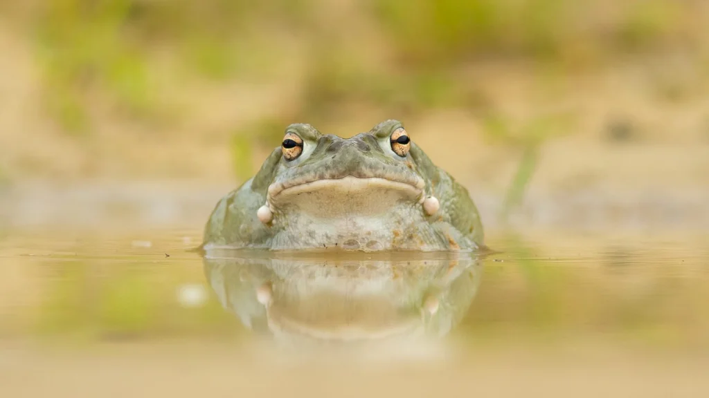 Lécher des crapauds sauvages, quand le Parc National intervient