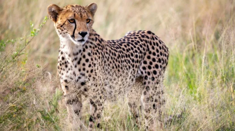 Le Guépard Préhistorique d&rsquo;Amérique Avant la Dernière Glaciation