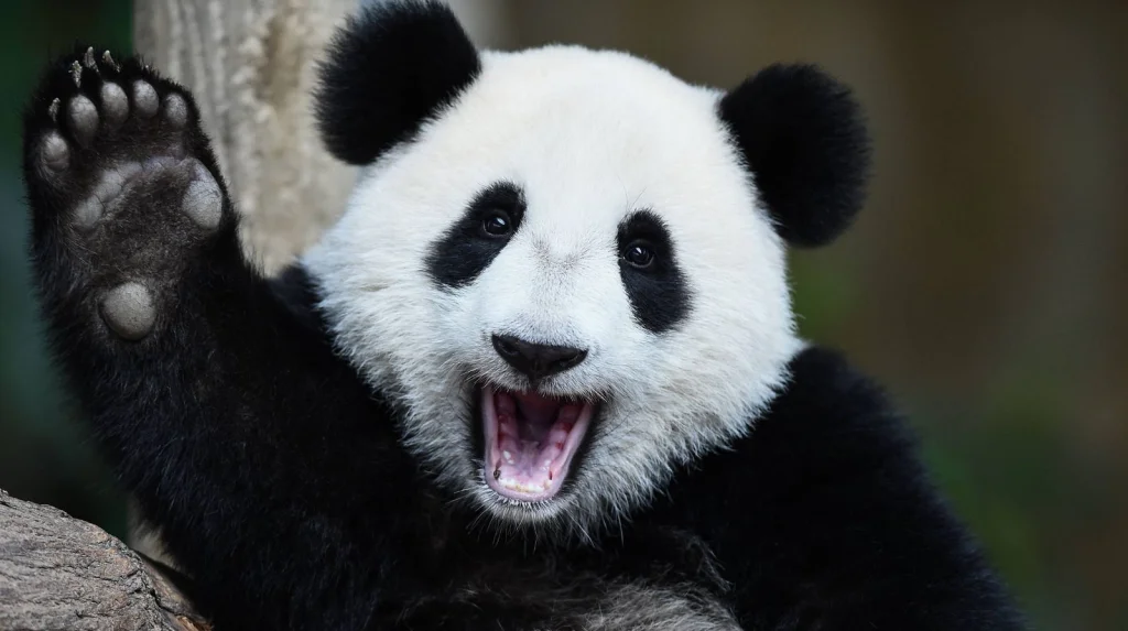 Le Secret Insolite des Pandas pour Survivre au Froid