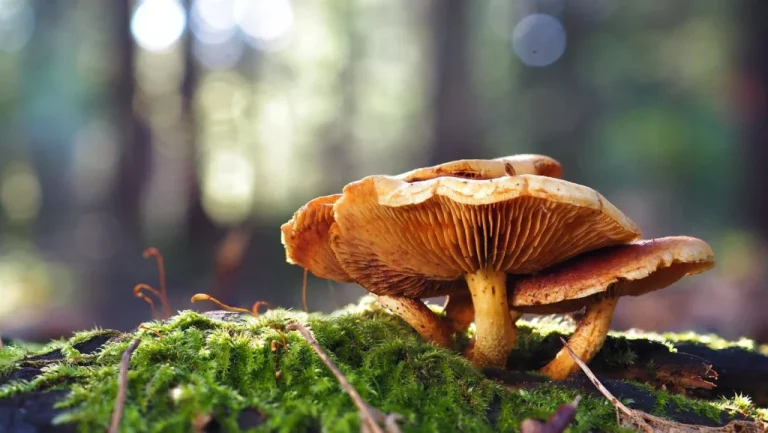 Le cercueil champignon, l&rsquo;alternative écolo pour l&rsquo;au-delà