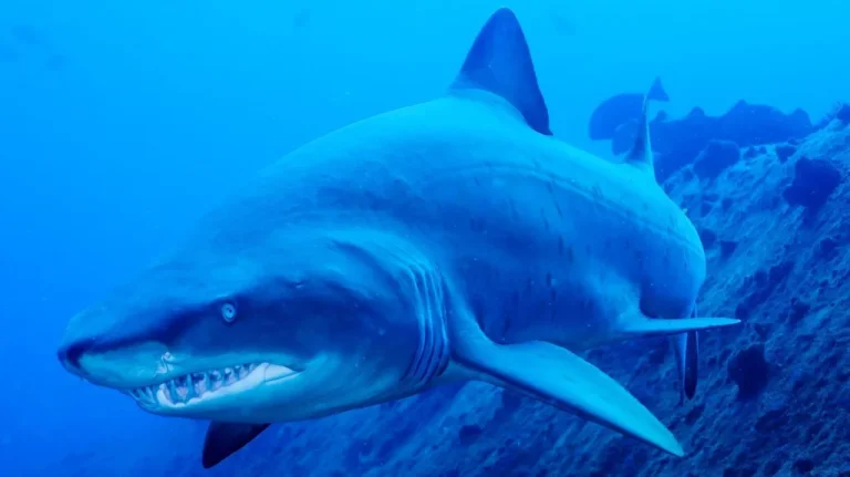 Le geste de célébration plus meurtrier que les requins chaque année