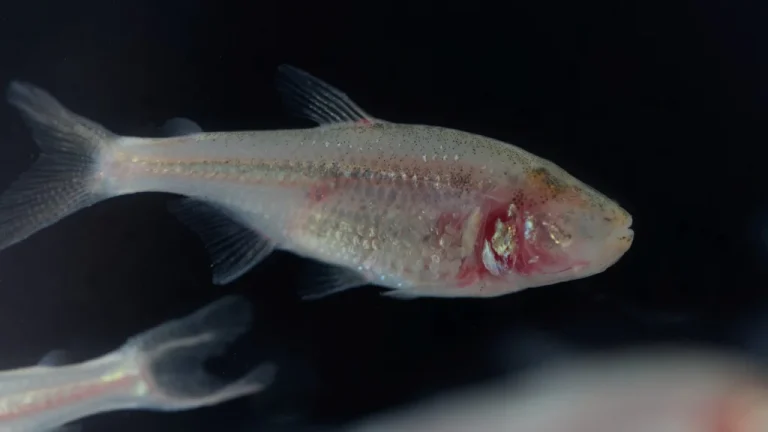 Les Poissons des Cavernes Révèlent l&rsquo;Avenir de l&rsquo;Évolution Humaine
