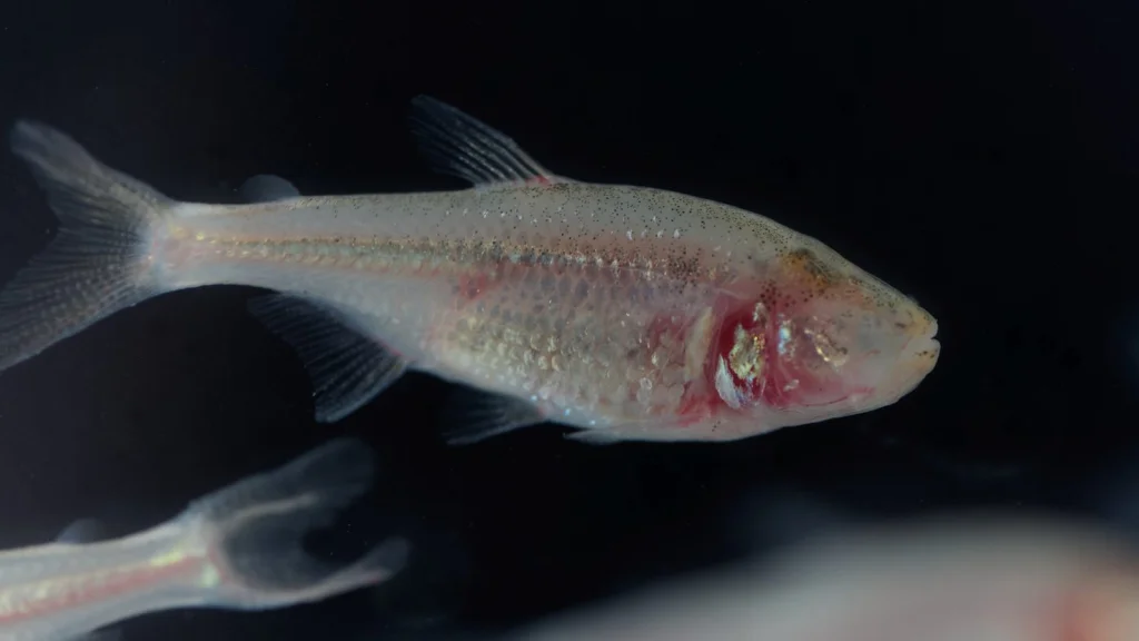 Les Poissons des Cavernes Révèlent l'Avenir de l'Évolution Humaine