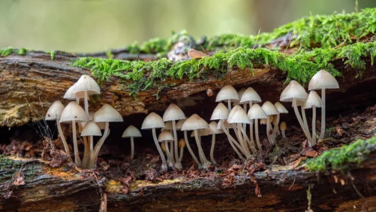 Les champignons de The Last Of Us plus réels qu&rsquo;on ne pense