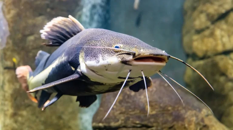 Modification génétique d&rsquo;un poisson-chat avec ADN d&rsquo;alligator en Alabama