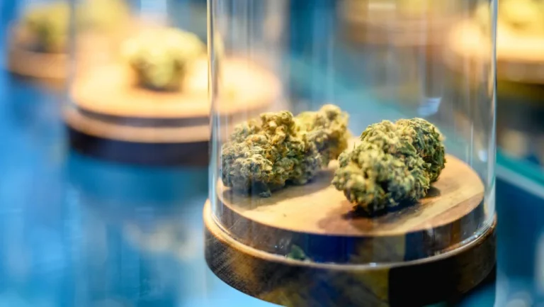 Pourquoi la Marijuana est-elle plus forte qu&rsquo;avant: Explications