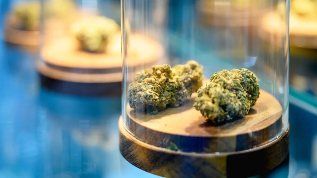 Pourquoi la Marijuana est-elle plus forte qu'avant: Explications