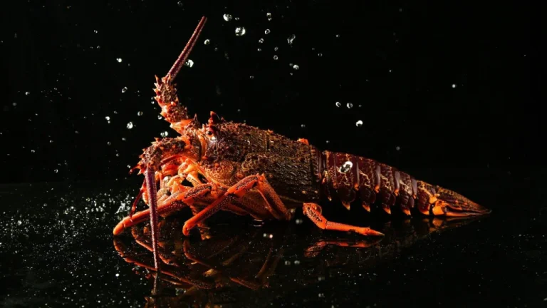 Pourquoi les Homards ne Détectent pas les Saveurs sans leurs Pattes