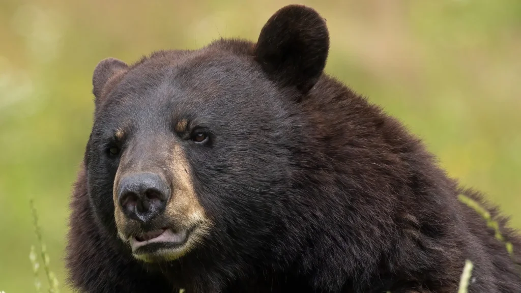 Pourquoi l'ours de Cocaine Bear vous semble familier