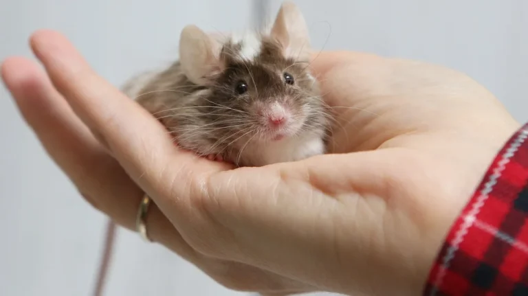 Président Américain Ami d&rsquo;une Famille de Souris