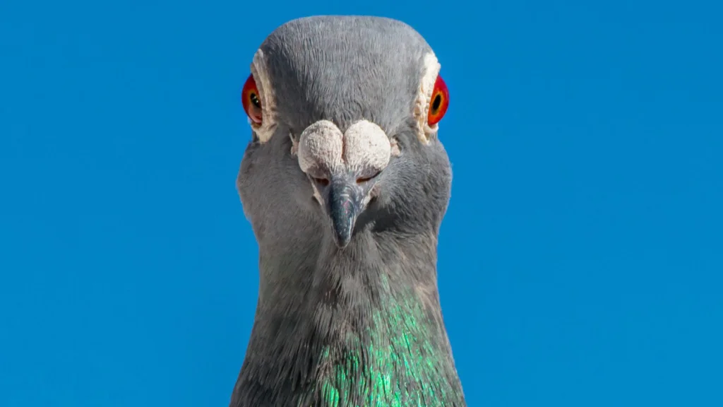 Quand les trafiquants transforment les pigeons voyageurs