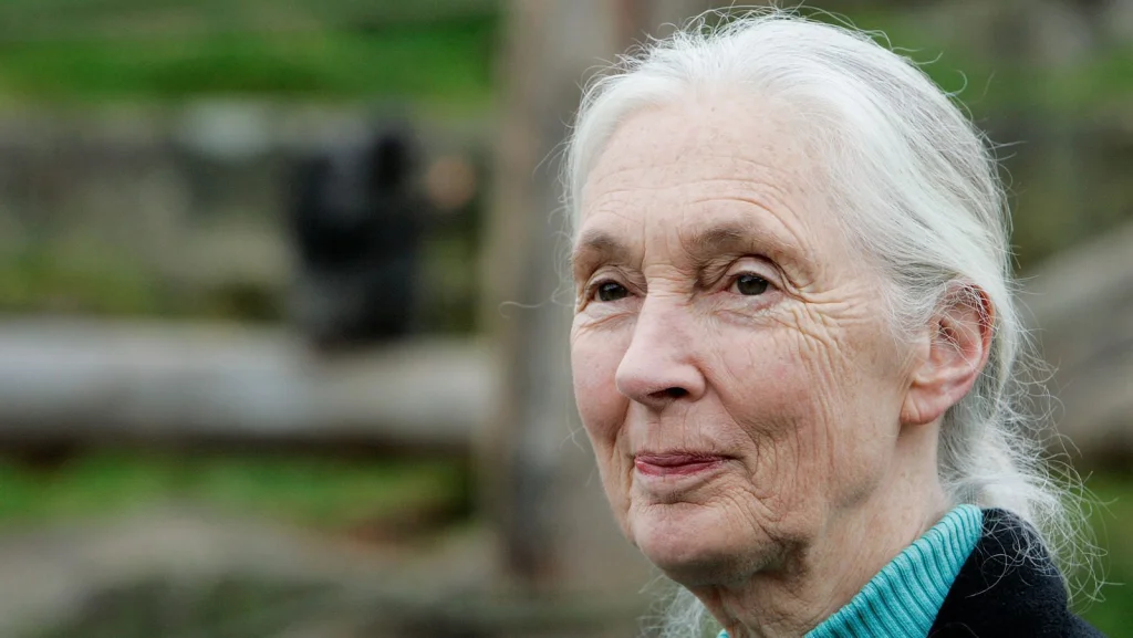 Rencontre Terrifiante de Jane Goodall avec un Chimpanzé Meurtrier