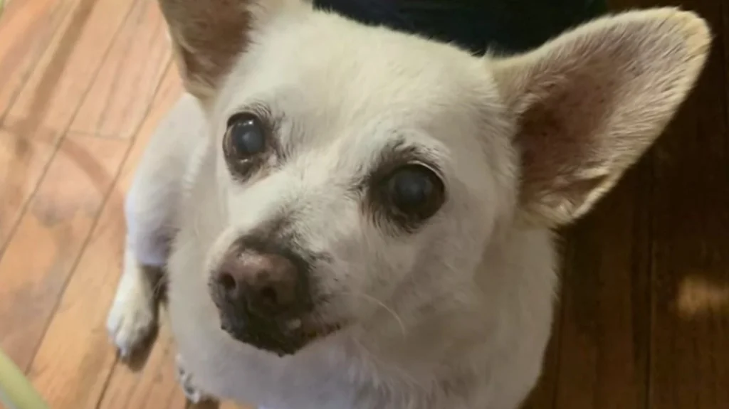 Spike de Camden Ohio le chien record mondial devenu star