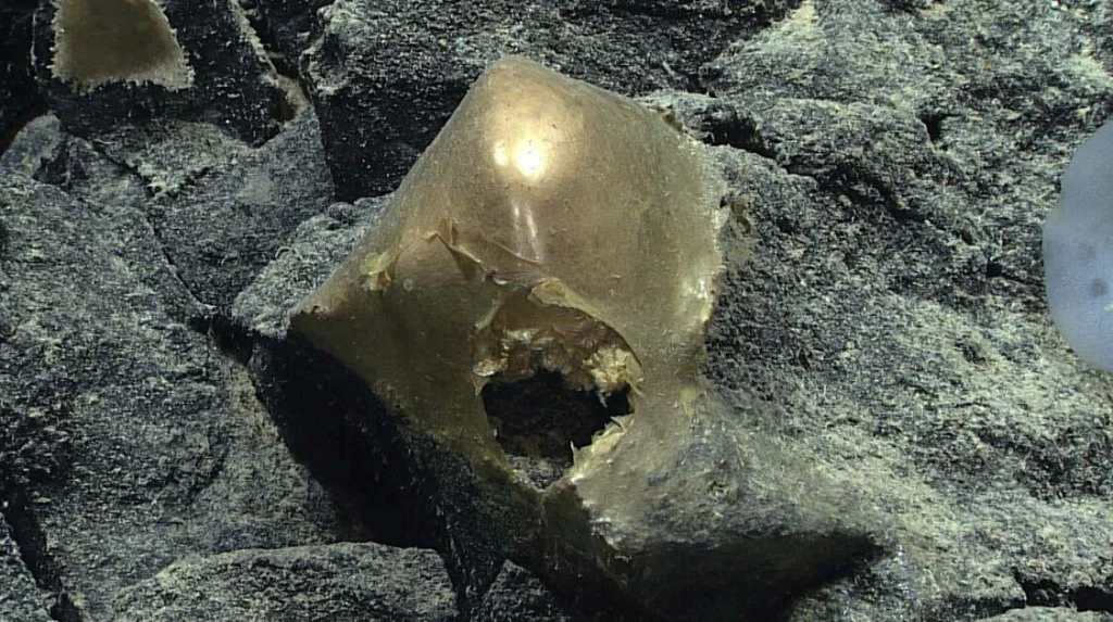 Théories sur l'origine de l'orbite dorée découverte sous l'océan