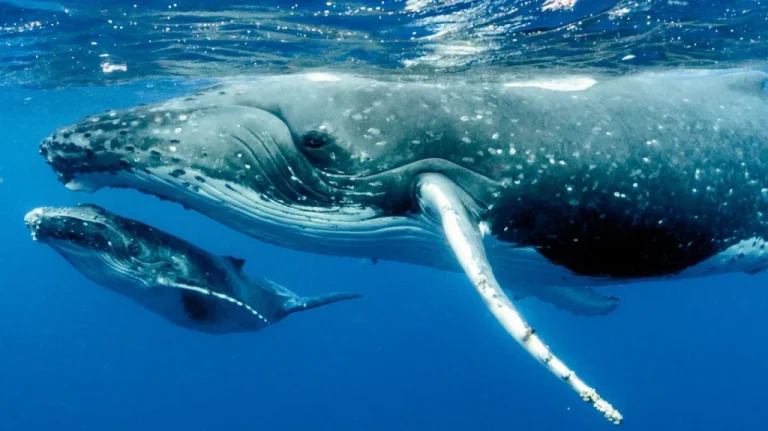 Top Animaux Les Plus Bruyants Du Monde Nature Découverte