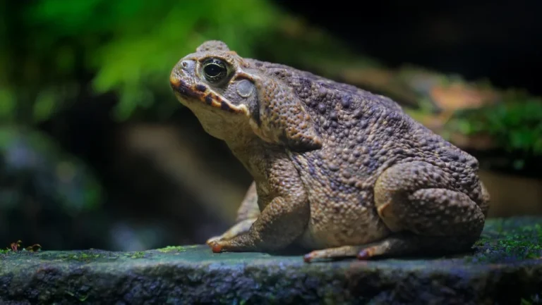 À la découverte de Toadzilla, le crapaud géant d&rsquo;Australie