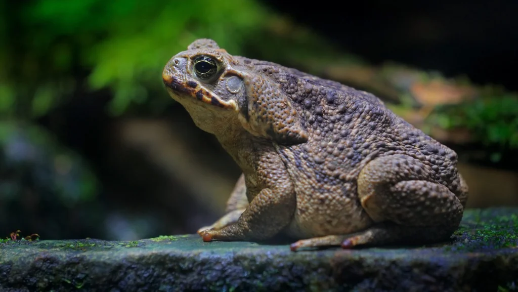 À la découverte de Toadzilla, le crapaud géant d'Australie