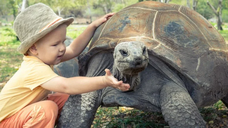 Animaux Vivant Plus Longtemps Que les Humains Découvrez Qui