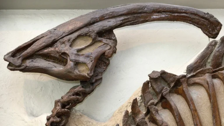 Caractéristiques Uniques d&rsquo;Animaux Disparus Décryptées