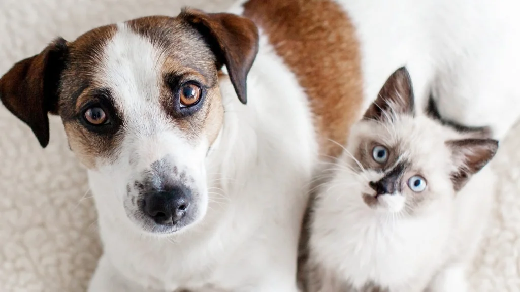 Chiens et Chats Ont-ils des Groupes Sanguins Différents