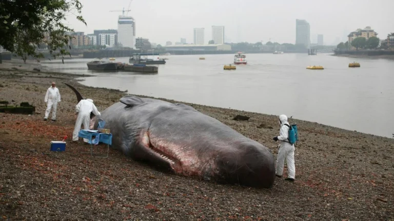 Comprendre pourquoi les baleines s&rsquo;échouent selon la recherche