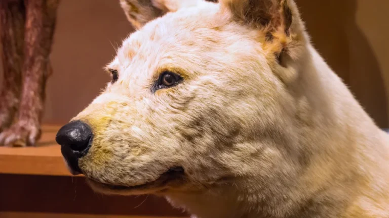 Hachiko Le Chien Fidèle Histoire dAmour et Loyauté Inébranlable