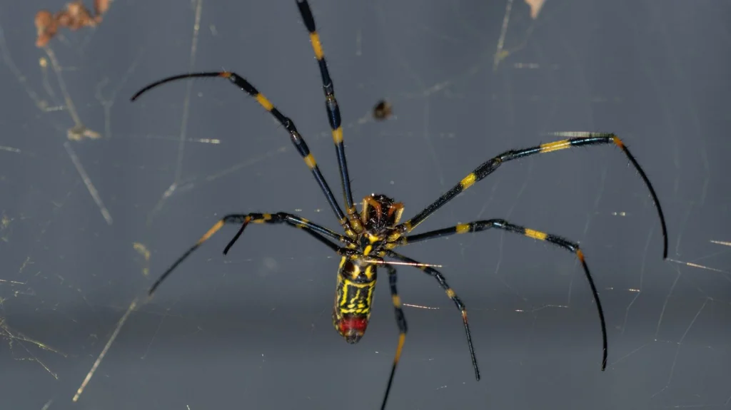 Invasion des Araignées Géantes Joro Tout Savoir