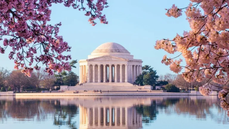 L&rsquo;histoire des célèbres cerisiers de Washington DC en détail