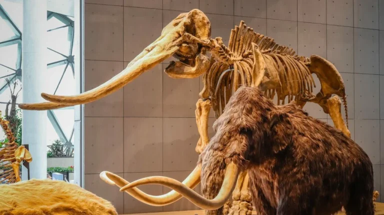 La Véritable Cause de l&rsquo;Extinction des Éléphants Préhistoriques