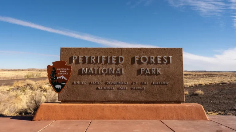 La Vérité Sur La Malédiction De La Forêt Pétrifiée