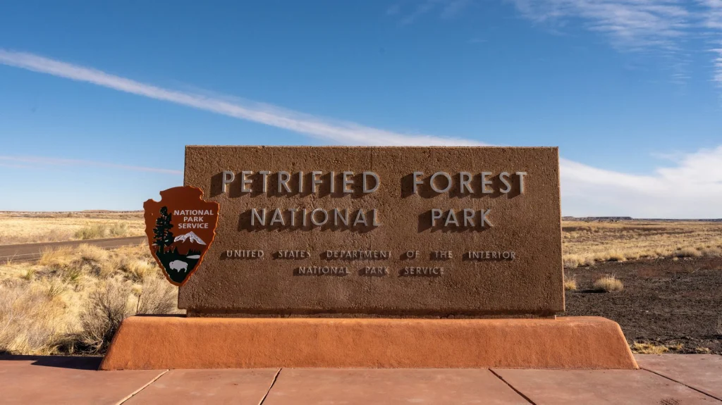 La Vérité Sur La Malédiction De La Forêt Pétrifiée