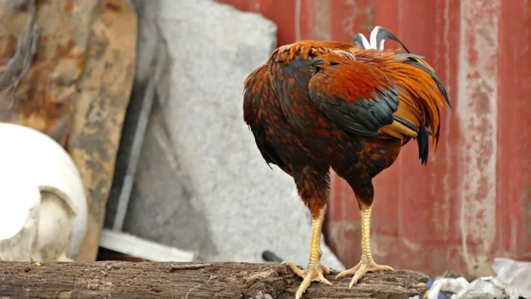 La terrifiante histoire du poulet qui a vécu 18 mois sans tête